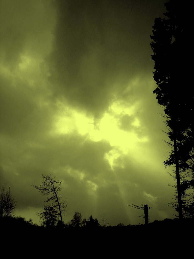 Arbre en ombre sur un ciel ocre