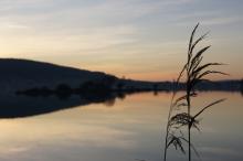 Deux roseaux enlacés devant le lac